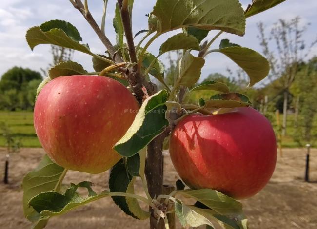 Malus domestica 'Santana' ®