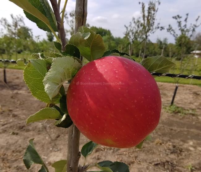 Malus domestica 'Santana' ®
