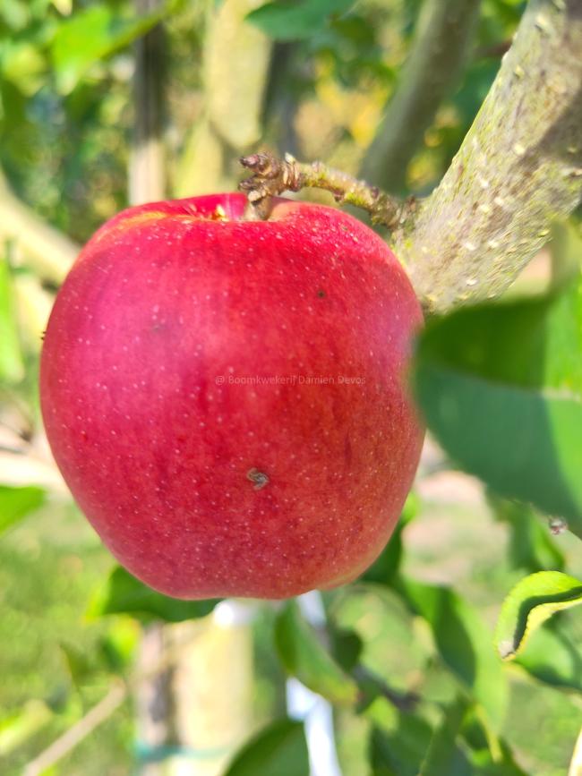 Malus domestica 'Zoete van Ename'