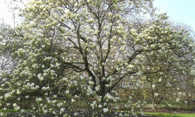 Magnolia 'Elizabeth'
