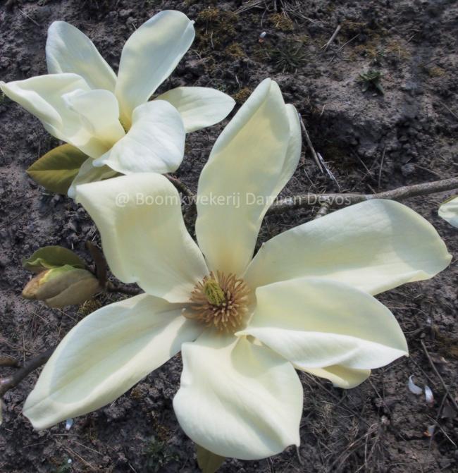 Magnolia 'Elizabeth'