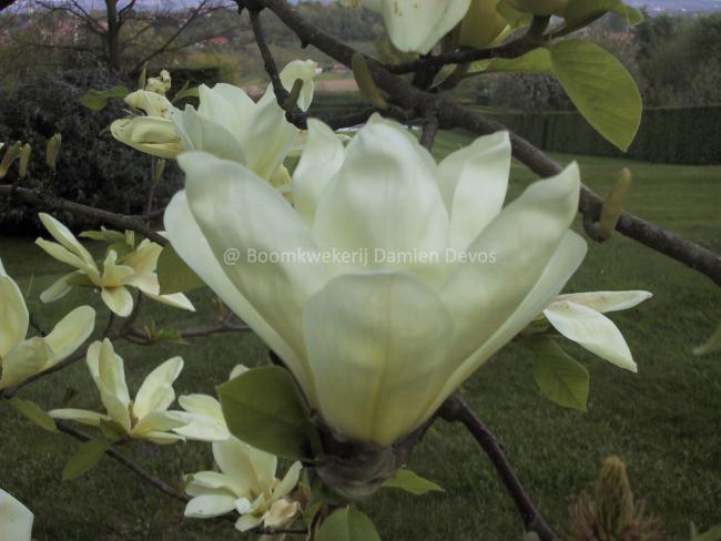 Magnolia 'Elizabeth'
