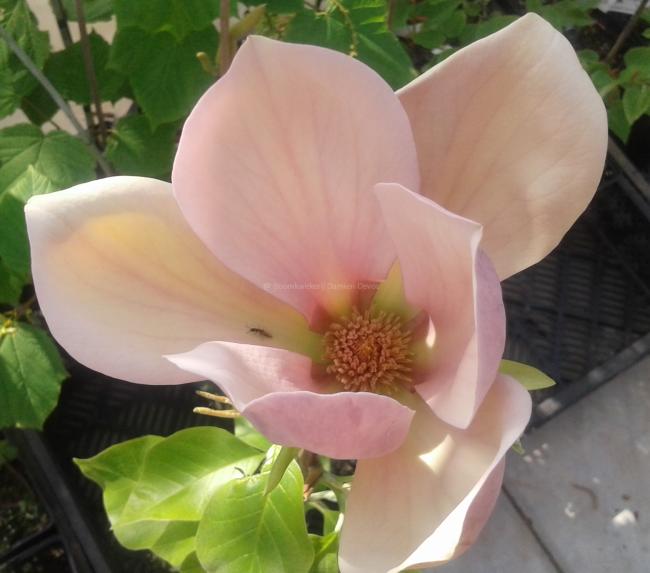 Magnolia 'Eva Maria' (x)