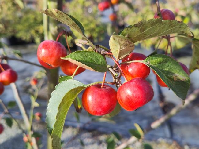 Malus 'Evereste'