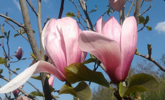 Magnolia 'Galaxy'
