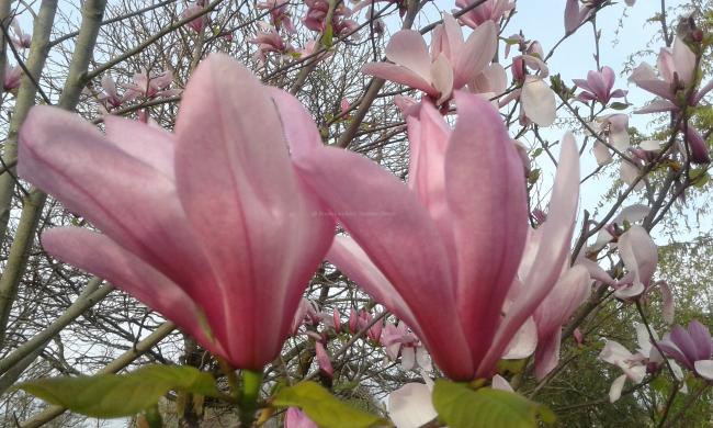 Magnolia 'Galaxy'