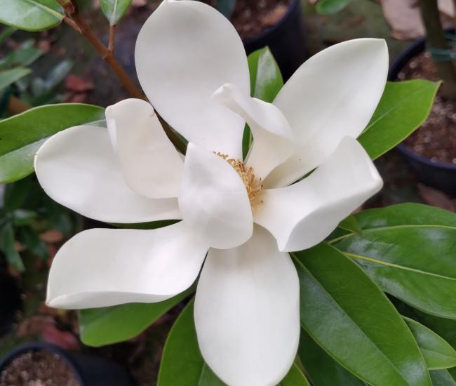 Magnolia grandiflora 'Alta' ®