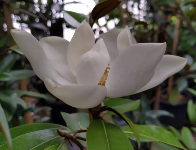 Magnolia grandiflora 'Alta' ®