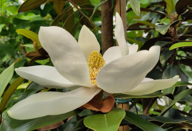 Magnolia grandiflora 'Alta' ®