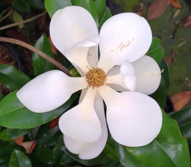 Magnolia grandiflora 'Bracken's Brown Beauty'