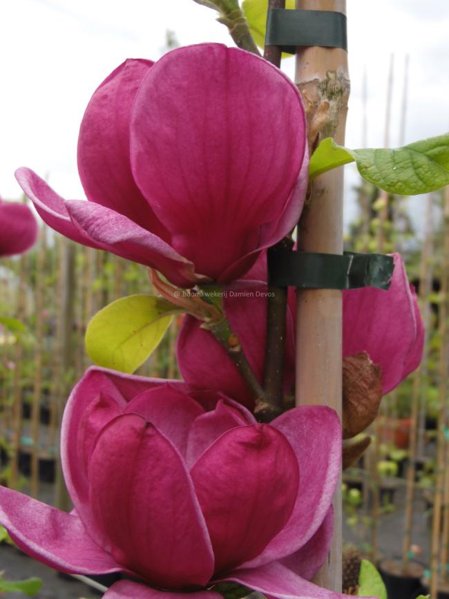 Magnolia 'Genie' ®