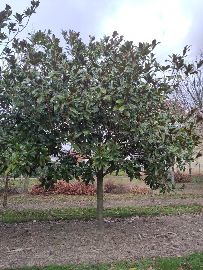 Magnolia grandiflora 'Galissonière'