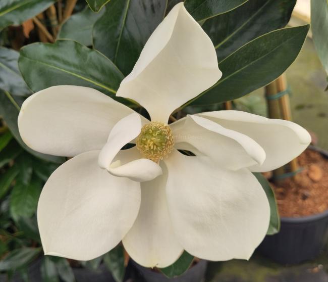Magnolia grandiflora 'Little Gem'