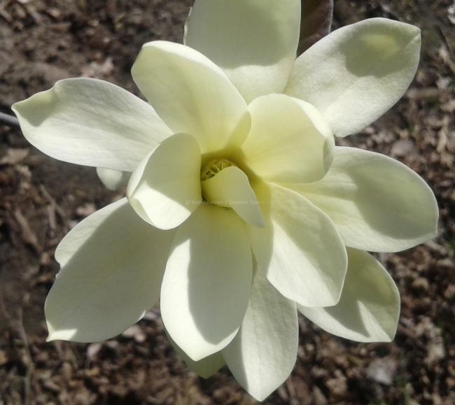 Magnolia 'Gold Star'