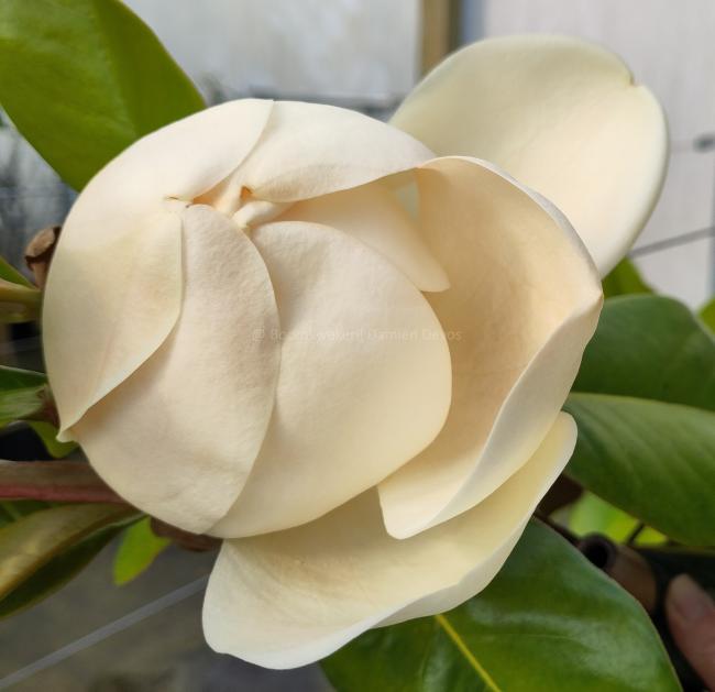Magnolia grandiflora 'Victoria'