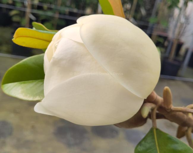 Magnolia grandiflora 'Victoria'