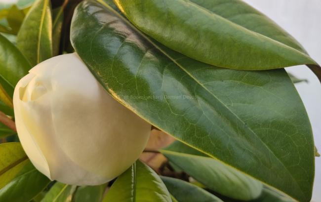 Magnolia grandiflora 'Victoria'