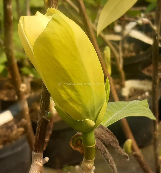 Magnolia 'Honey Liz'