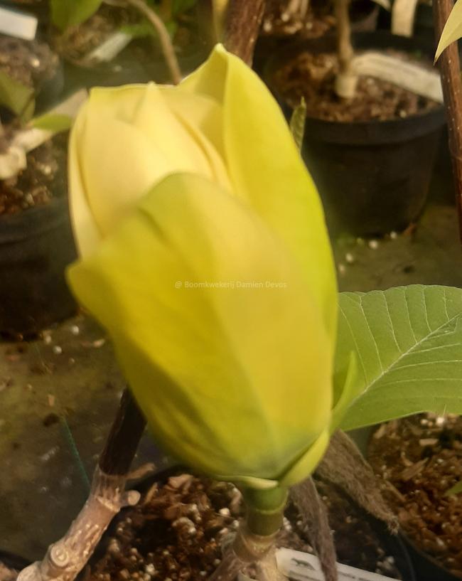 Magnolia 'Honey Liz'