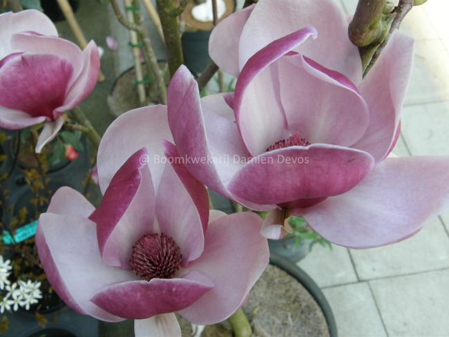 Magnolia 'Joe McDaniel'