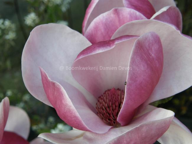 Magnolia 'Joe McDaniel'