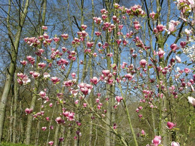 Magnolia 'Joe McDaniel'