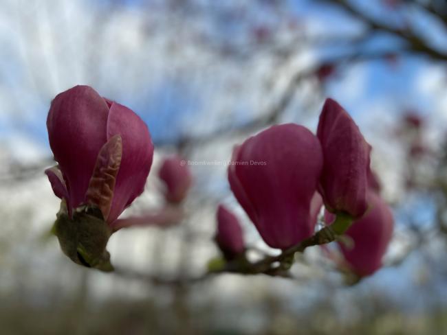 Magnolia 'Joe McDaniel'