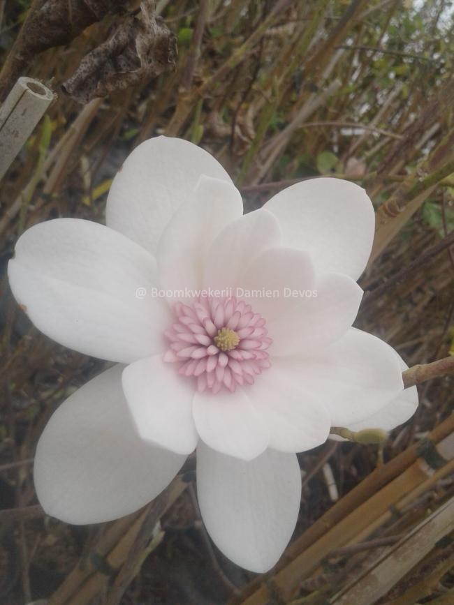 Magnolia 'Joli Pompon' (x)