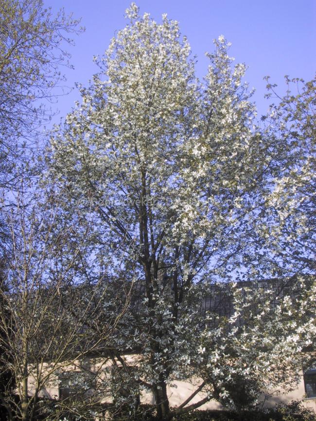 Magnolia kobus