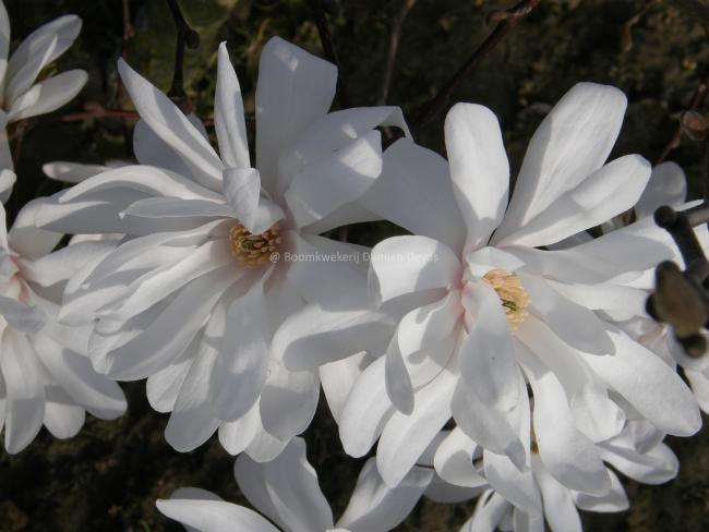 Magnolia loebneri 'Ballerina' (x)