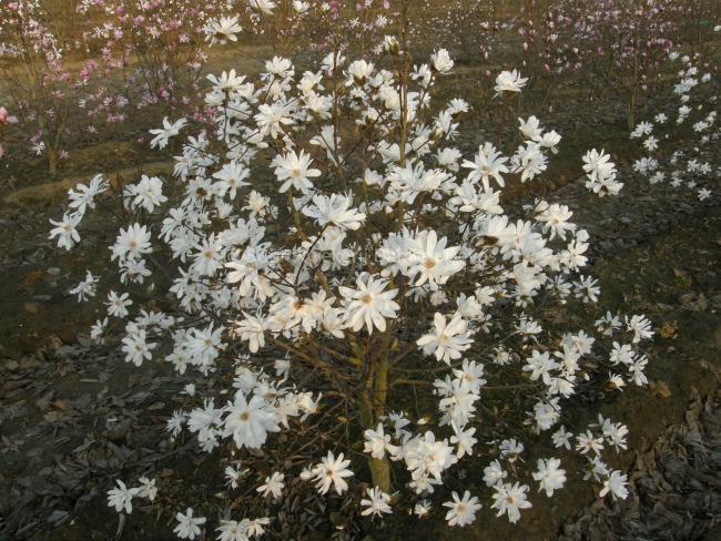 Magnolia loebneri 'Ballerina' (x)