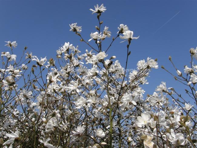 Magnolia loebneri 'Donna' (x)