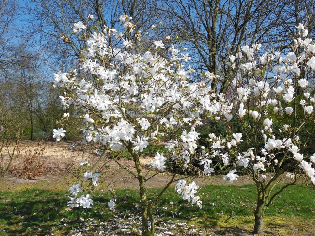 Magnolia loebneri 'Donna' (x)