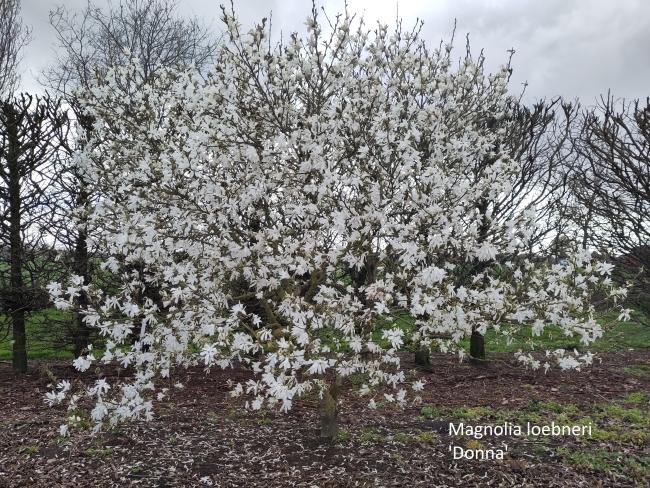 Magnolia loebneri 'Donna' (x)