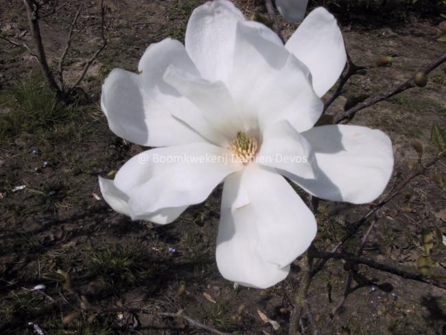 Magnolia loebneri 'Merrill'