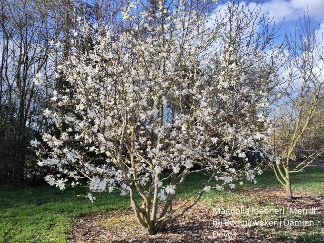 Magnolia loebneri 'Merrill'