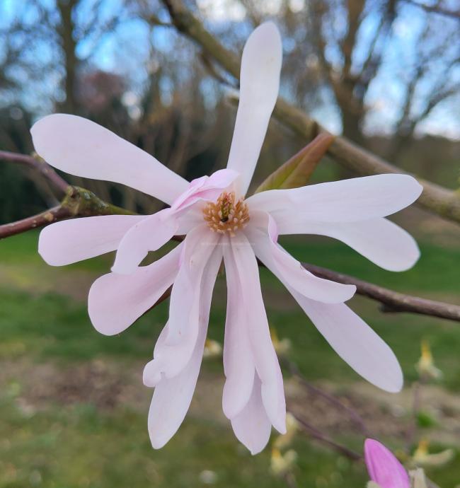 Magnolia loebneri 'Raspberry Fun'