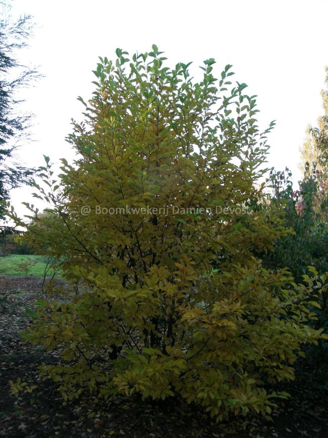 Magnolia loebneri 'Snowdrift'