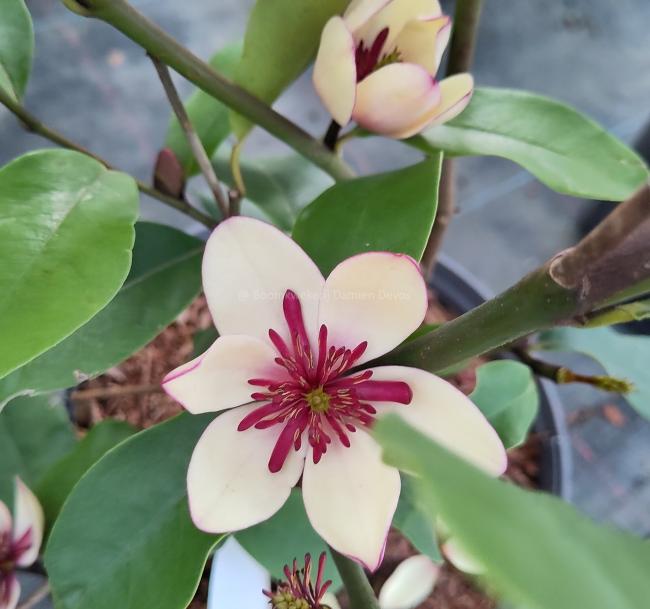Magnolia laevifolia x figo 'White Caviar'