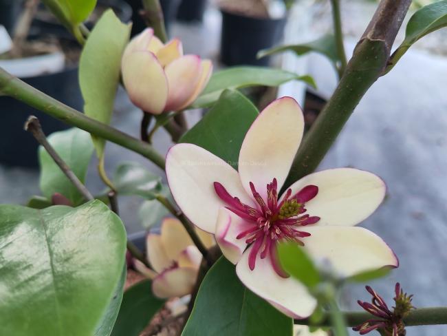 Magnolia laevifolia x figo 'White Caviar'