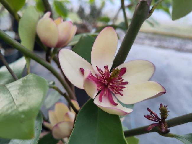 Magnolia laevifolia x figo 'White Caviar'