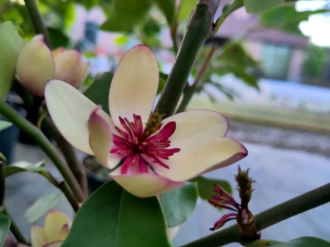Magnolia laevifolia x figo 'White Caviar'