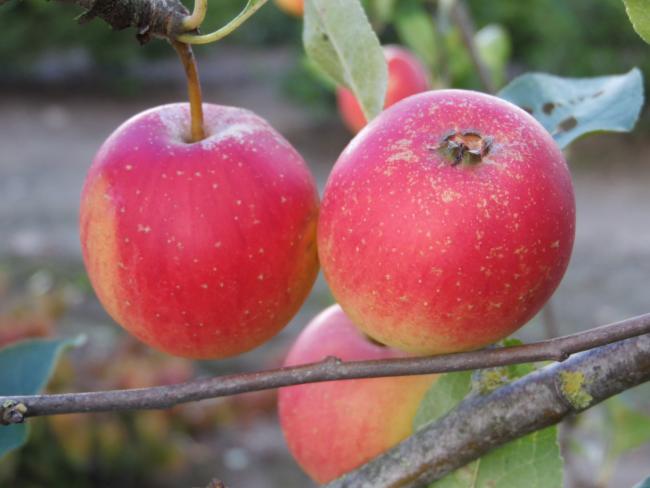 Malus 'Marshall Oyama'