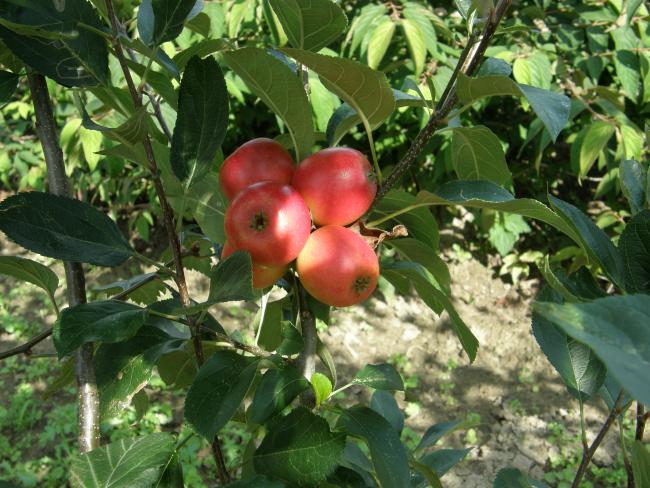 Malus 'Marshall Oyama'