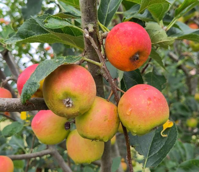 Malus 'Marshall Oyama'