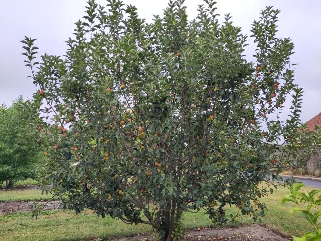 Malus 'Marshall Oyama'