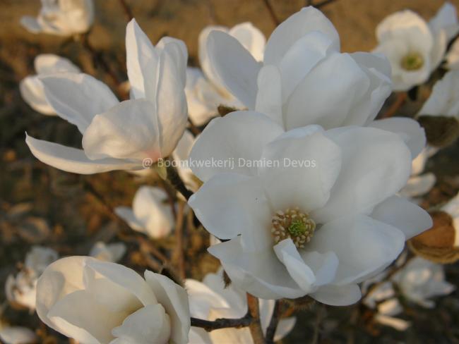 Magnolia 'Norman Gould'
