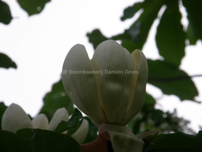 Magnolia obovata  (M. hypoleuca )