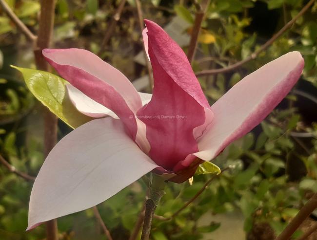 Magnolia 'Old Port'