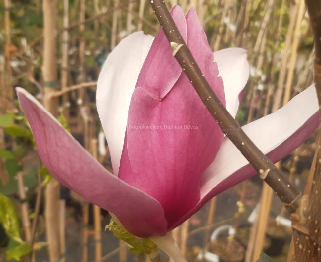 Magnolia 'Old Port'